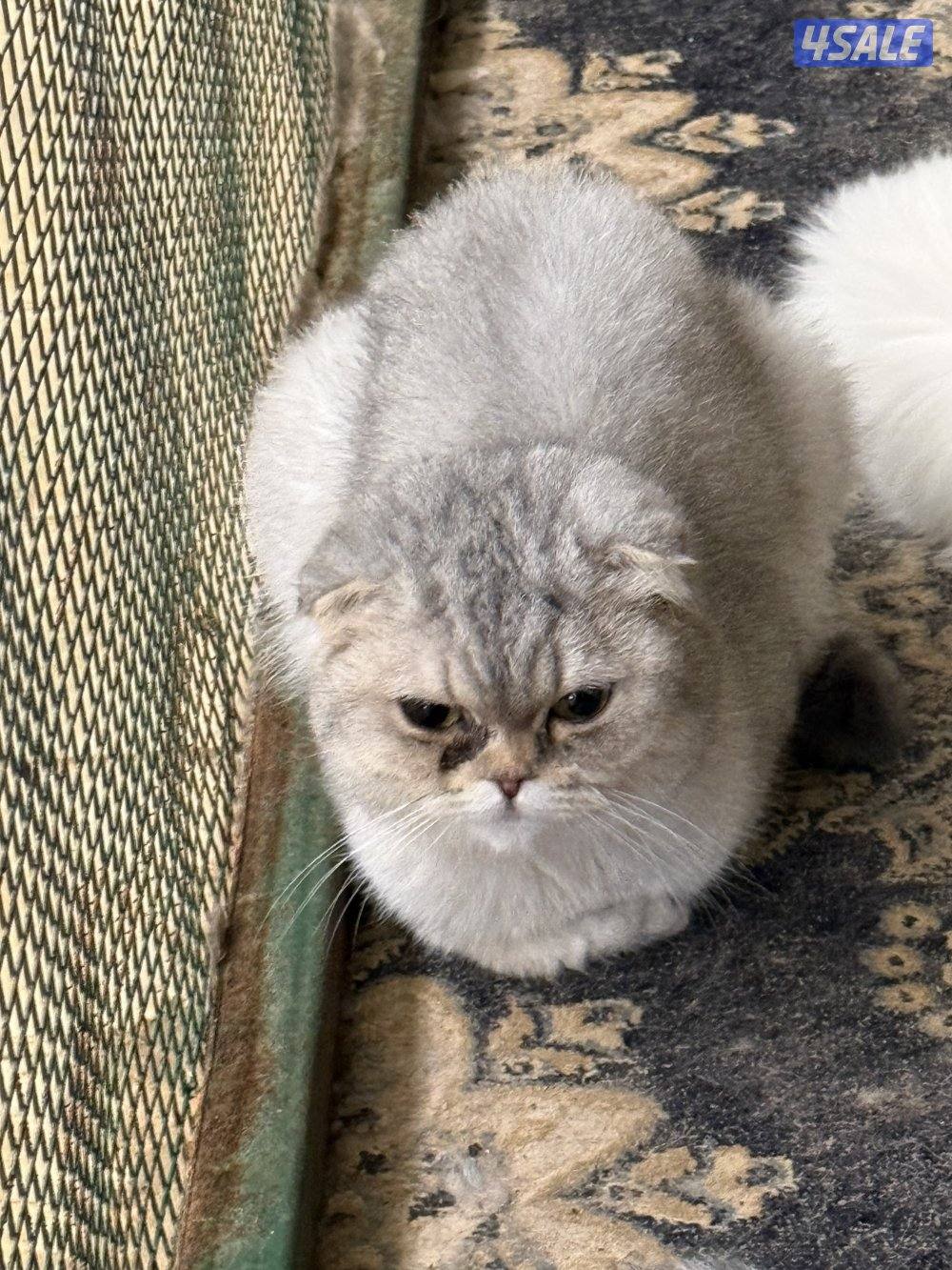 قطط للبيع1