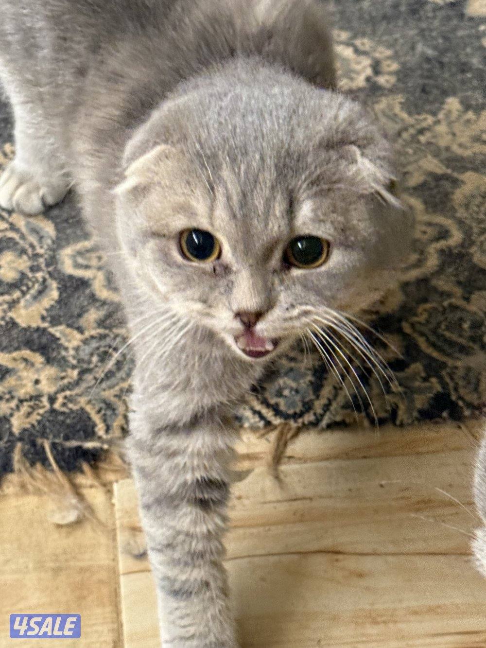 قطط للبيع2