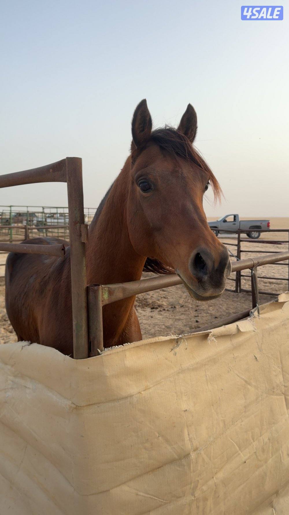 للبيع حصان مصري0