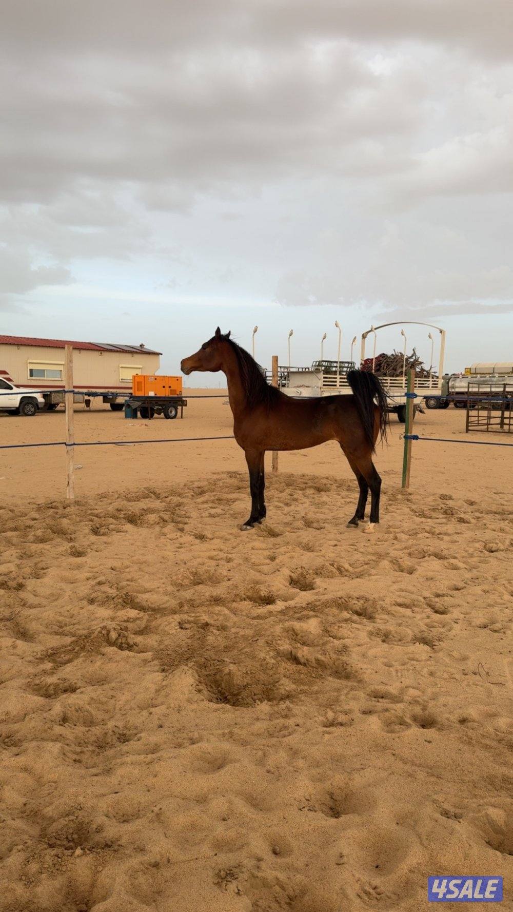 للبيع حصان مصري2