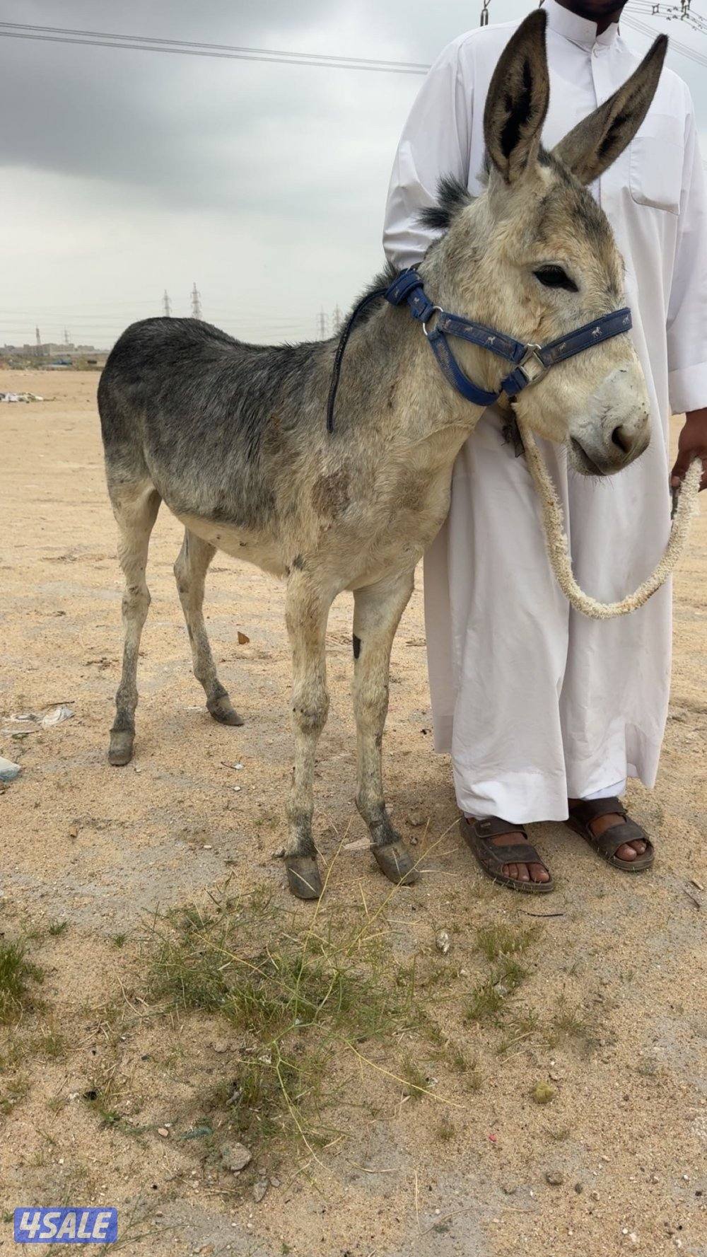 للبيع حما ر حق غنم هادي مايشكي من شي0