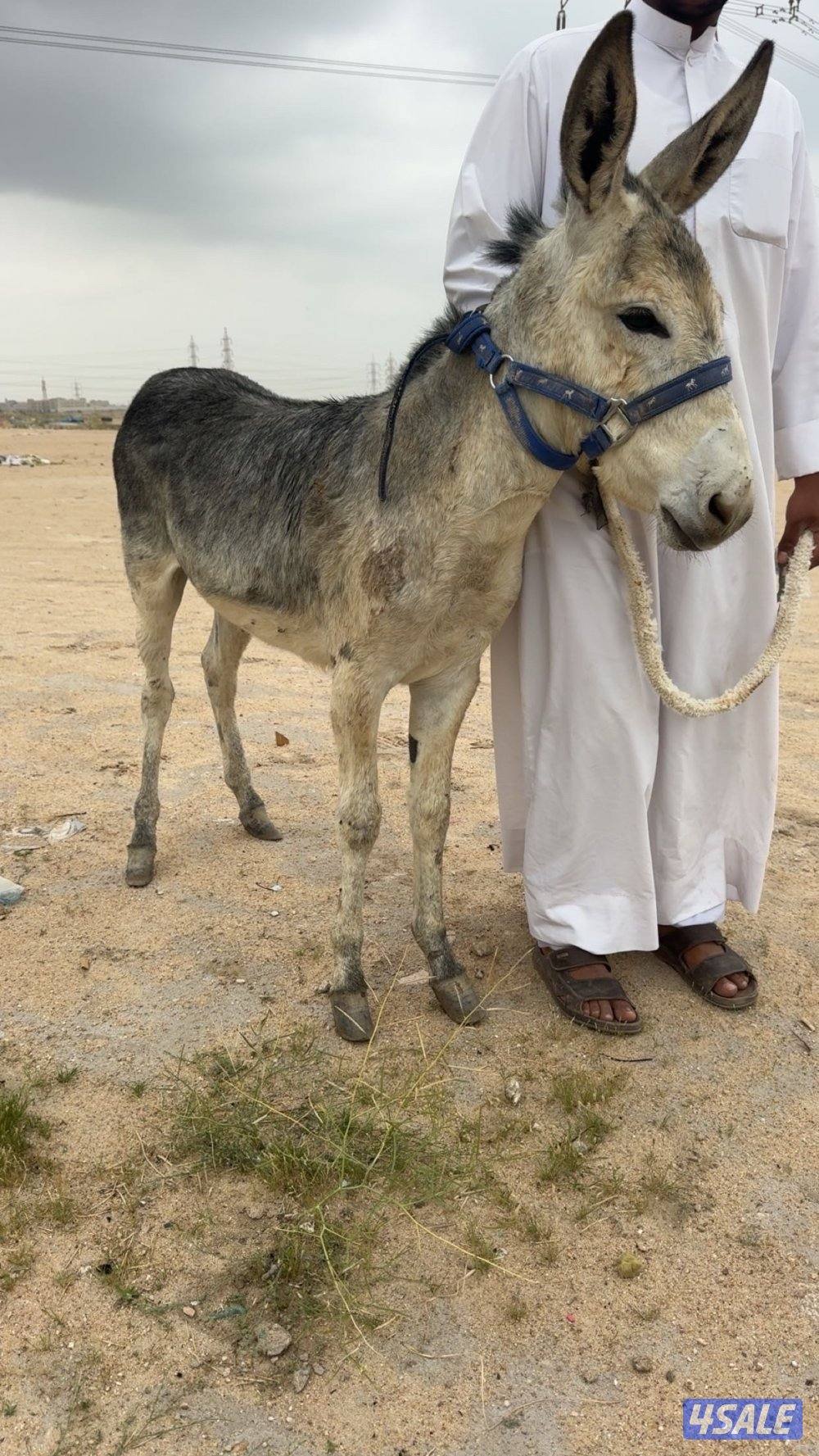 للبيع حما ر حق غنم هادي مايشكي من شي1