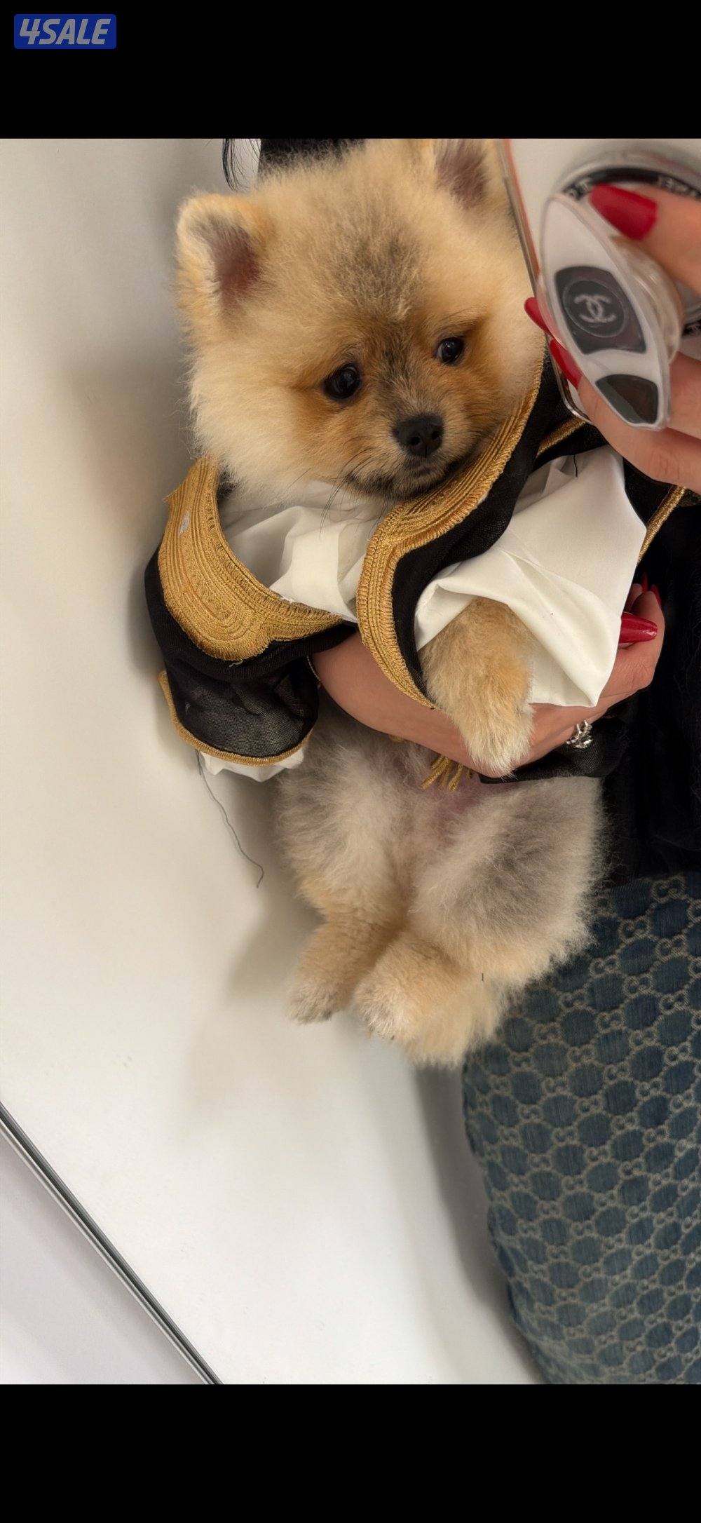 للبيع كلب بوميرينيان عمره ٥ شهور0