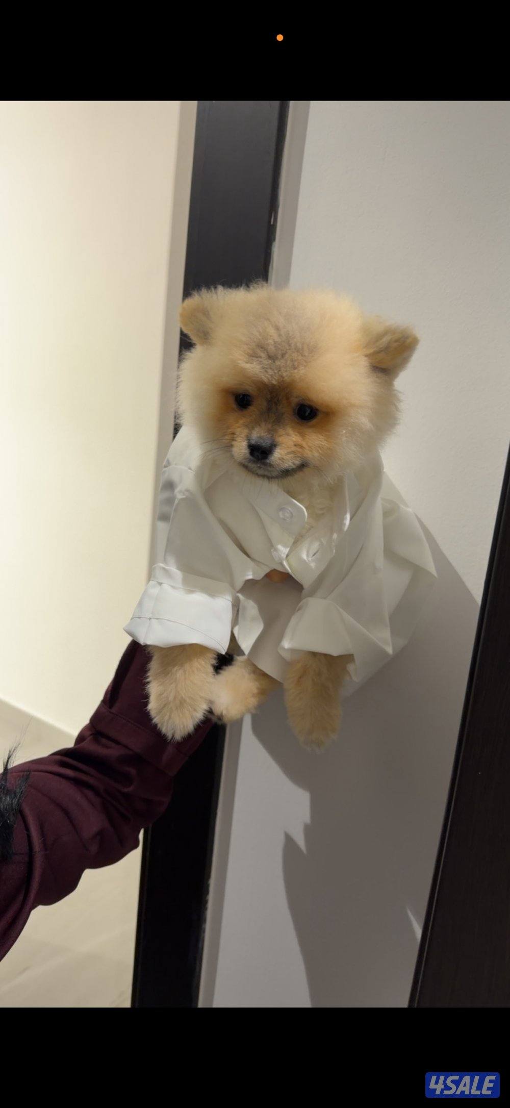 للبيع كلب بوميرينيان عمره ٥ شهور1