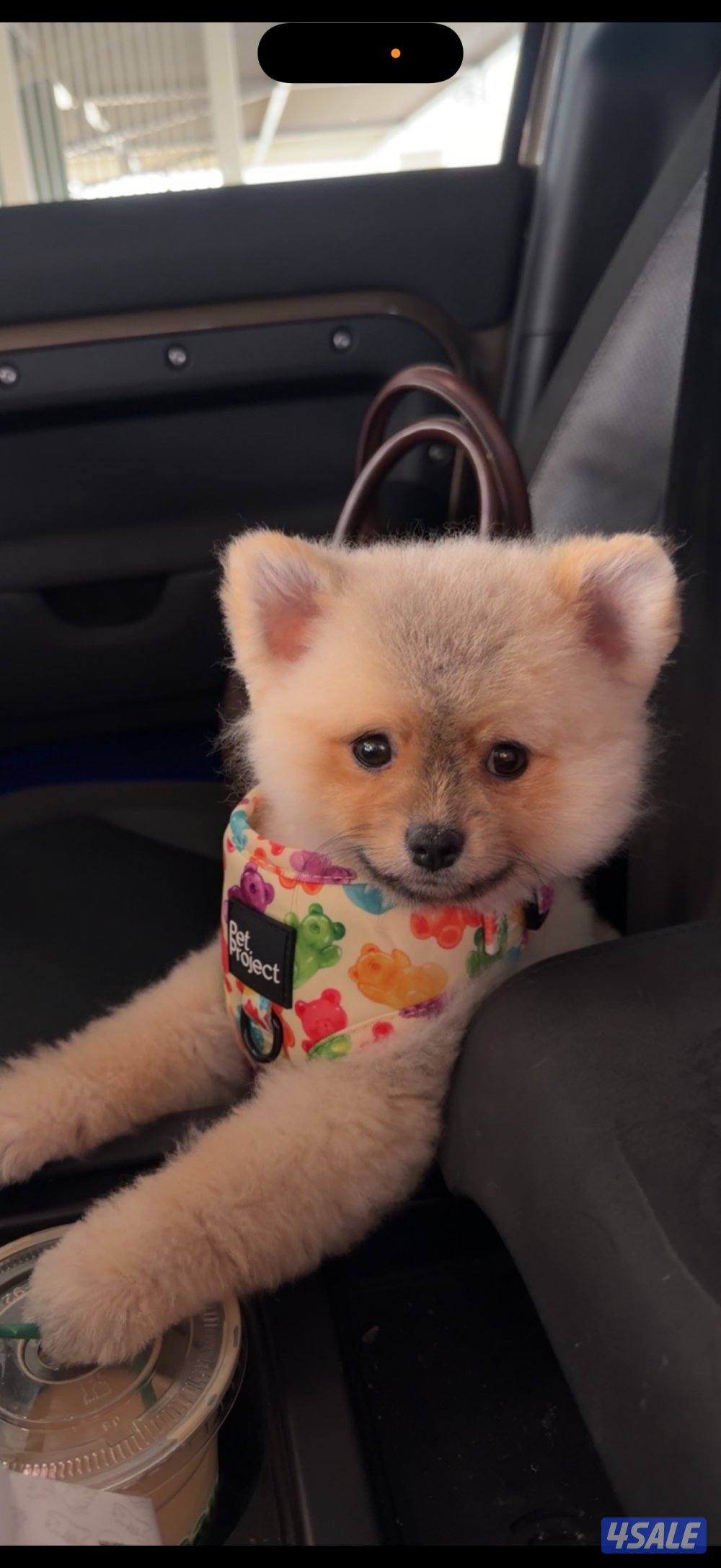 للبيع كلب بوميرينيان عمره ٥ شهور2