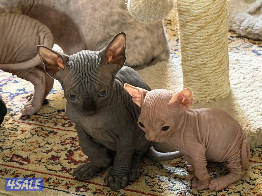 قطط سفنكس بيور (Sphynx)- ألوان و صفات ممتازة (فرعوني سفينكس)0