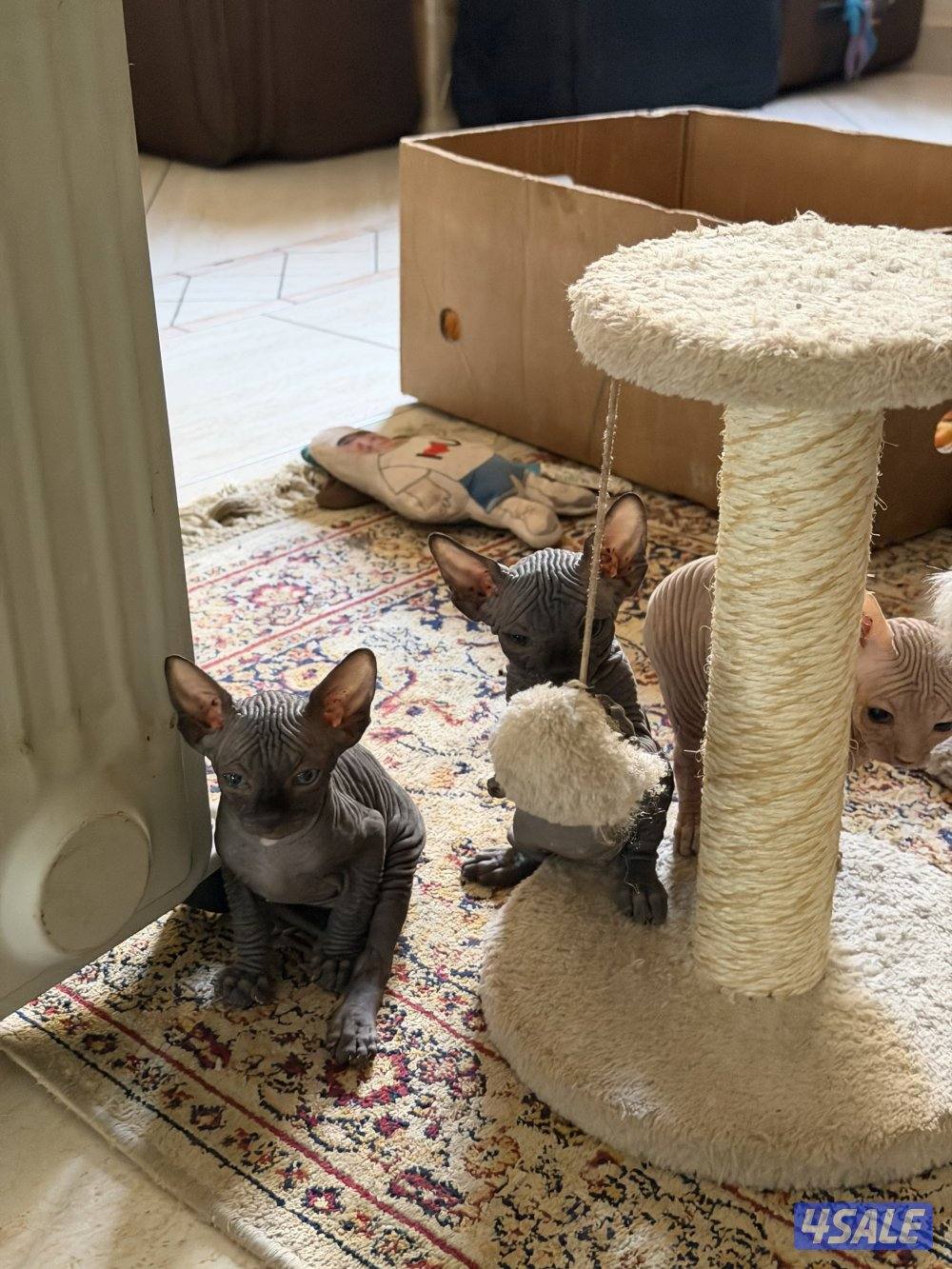 قطط سفنكس بيور (Sphynx)- ألوان و صفات ممتازة (فرعوني سفينكس)2