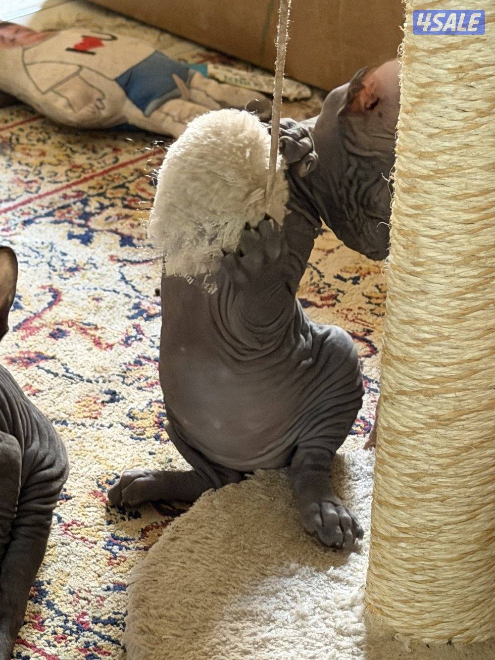 قطط سفنكس بيور (Sphynx)- ألوان و صفات ممتازة (فرعوني سفينكس)3