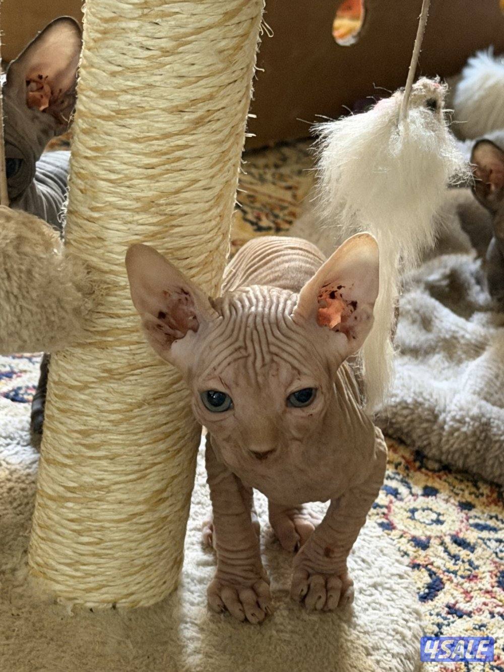 قطط سفنكس بيور (Sphynx)- ألوان و صفات ممتازة (فرعوني سفينكس)4
