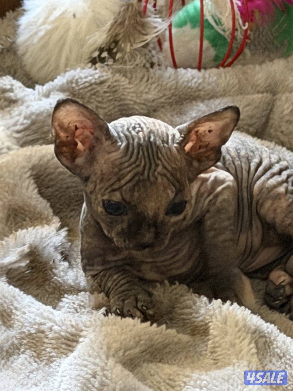 قطط سفنكس بيور (Sphynx)- ألوان و صفات ممتازة (فرعوني سفينكس)5