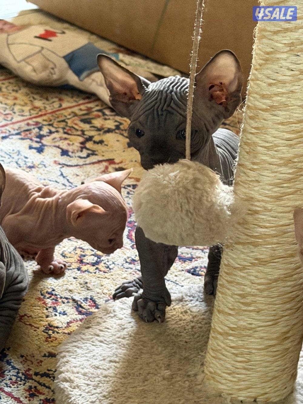 قطط سفنكس بيور (Sphynx)- ألوان و صفات ممتازة (فرعوني سفينكس)6