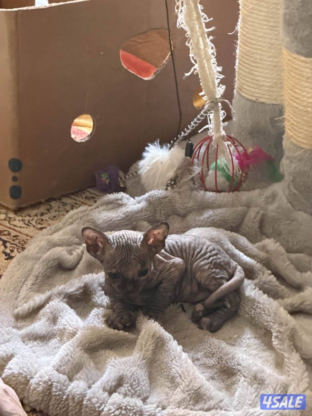 قطط سفنكس بيور (Sphynx)- ألوان و صفات ممتازة (فرعوني سفينكس)7