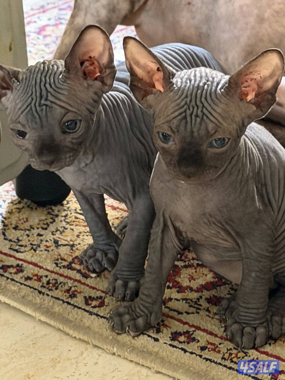 قطط سفنكس بيور (Sphynx)- ألوان و صفات ممتازة (فرعوني سفينكس)8