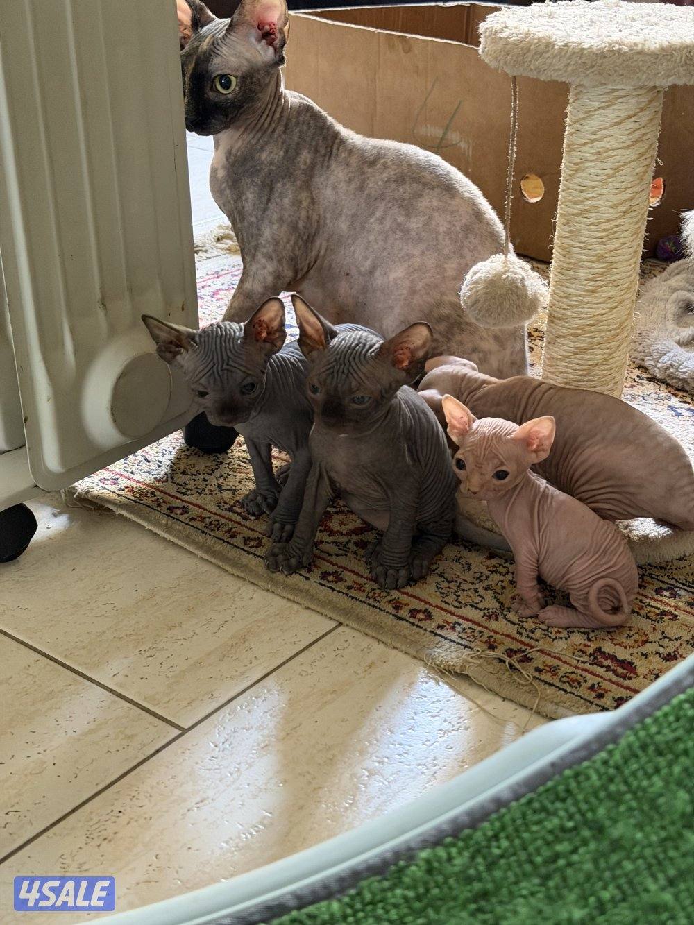 قطط سفنكس بيور (Sphynx)- ألوان و صفات ممتازة (فرعوني سفينكس)10