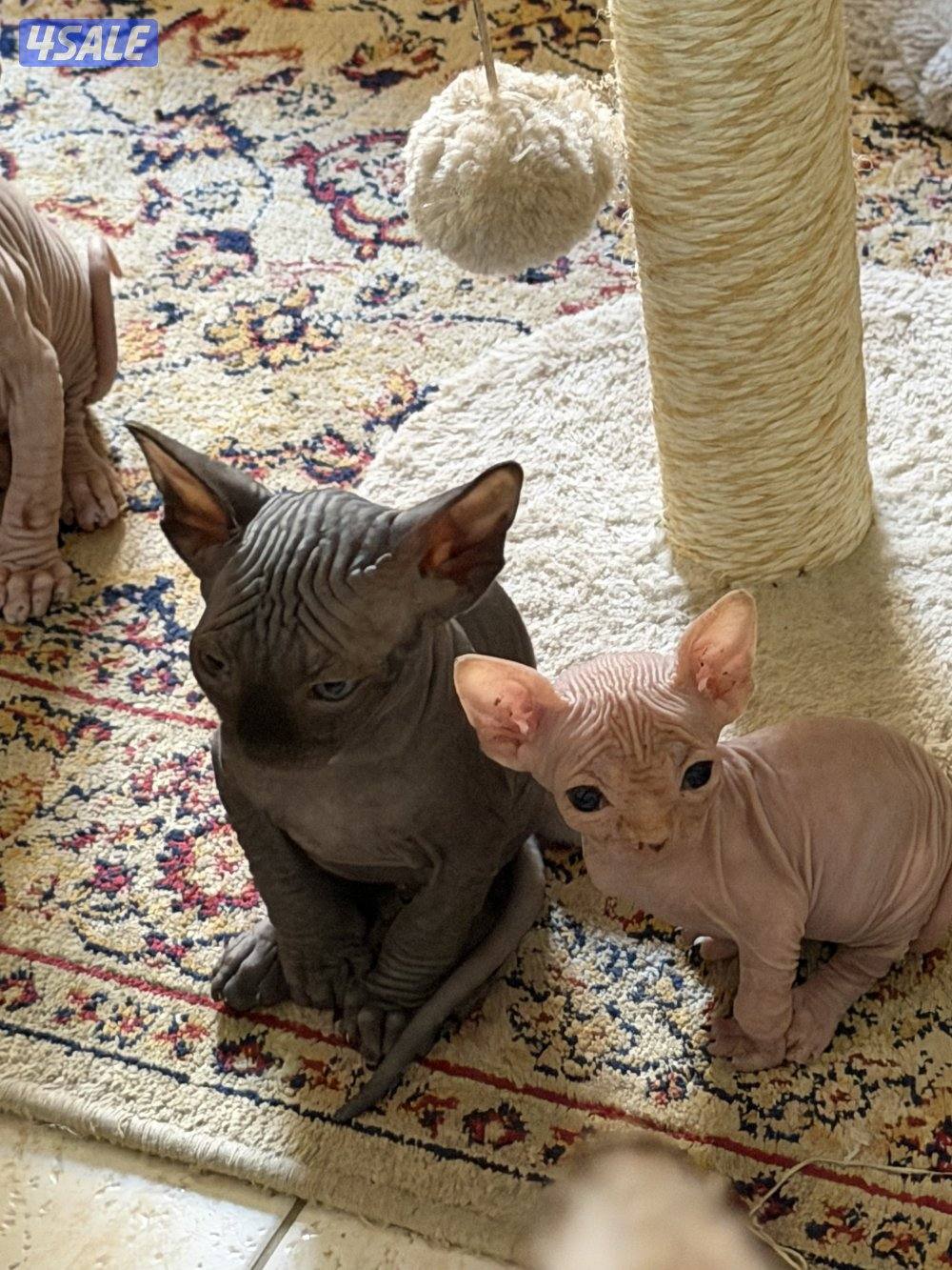 قطط سفنكس بيور (Sphynx)- ألوان و صفات ممتازة (فرعوني سفينكس)11