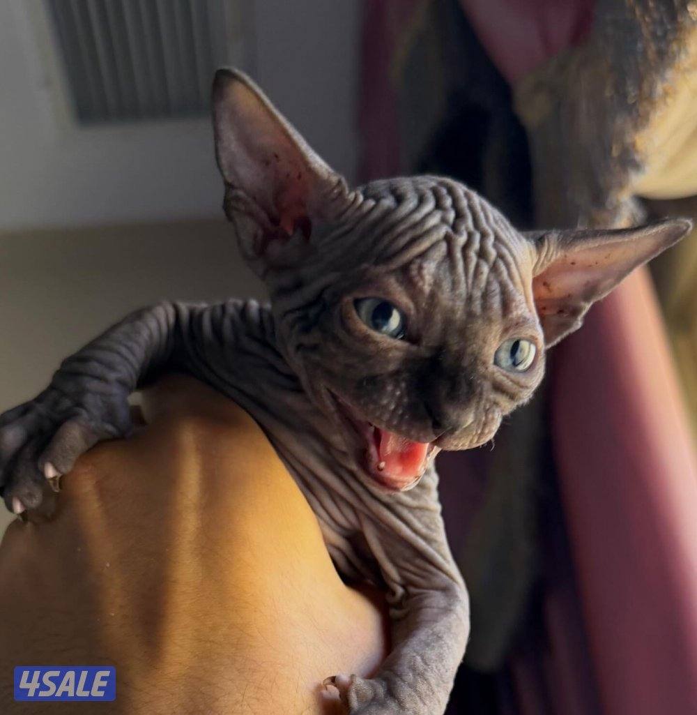 قطط سفنكس بيور (Sphynx)- ألوان و صفات ممتازة (فرعوني سفينكس)12