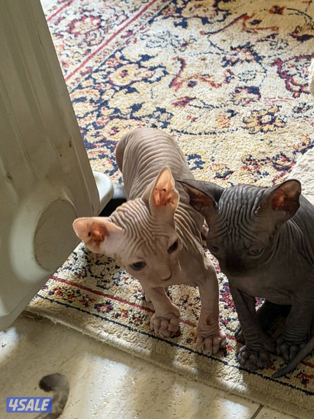 قطط سفنكس بيور (Sphynx)- ألوان و صفات ممتازة (فرعوني سفينكس)13