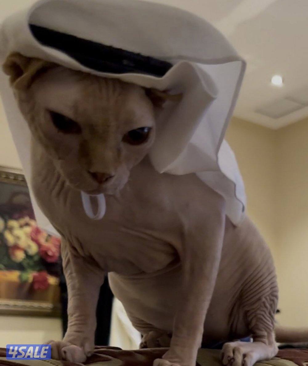 قطط سفنكس بيور (Sphynx)- ألوان و صفات ممتازة (فرعوني سفينكس)14