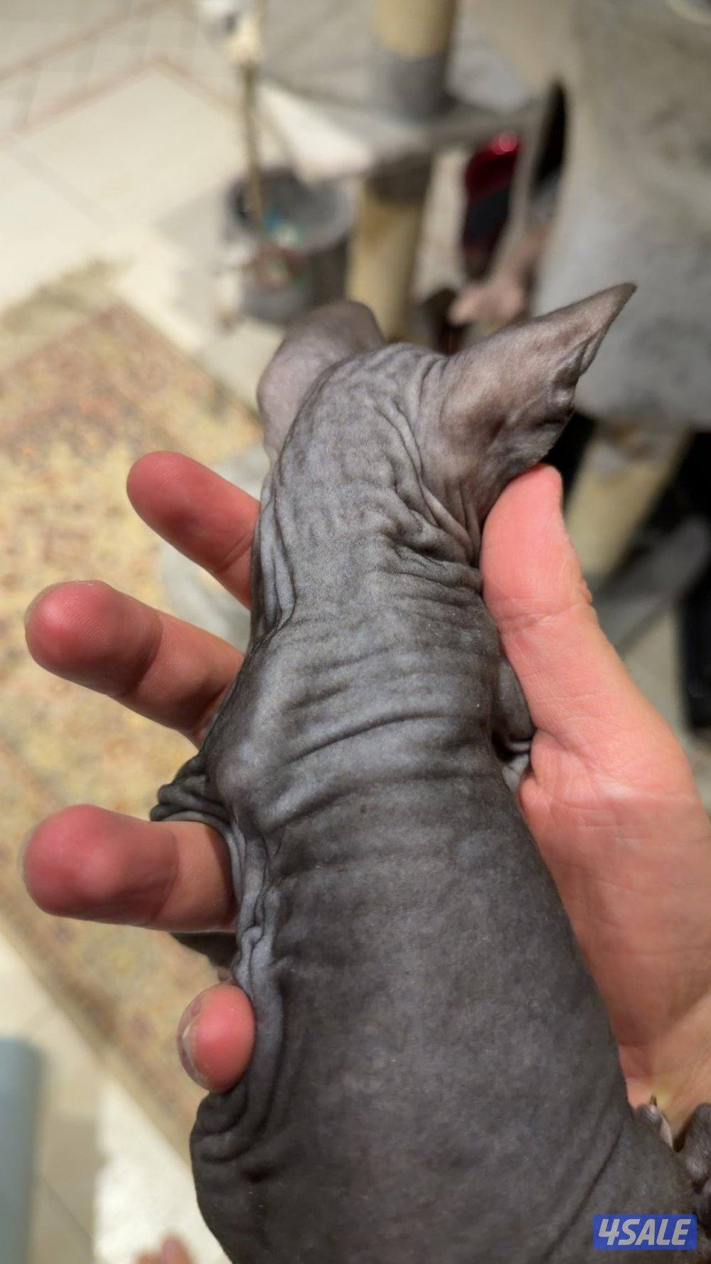 قطط سفنكس بيور (Sphynx)- ألوان و صفات ممتازة (فرعوني سفينكس)15