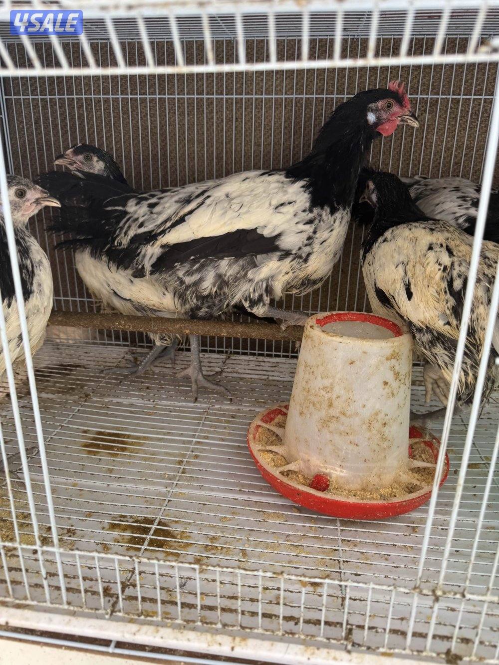 لكفندر و اسباني0