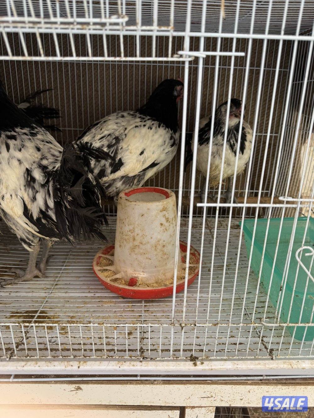 لكفندر و اسباني3