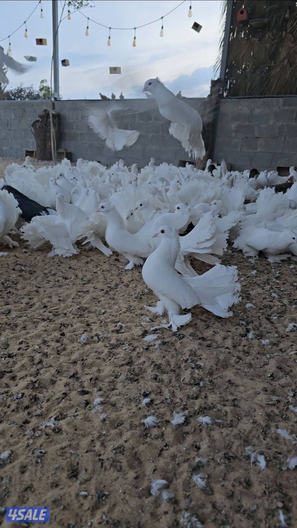 للبيع جبرة شماسي عدد 120 طير البيع جمله وفردي0