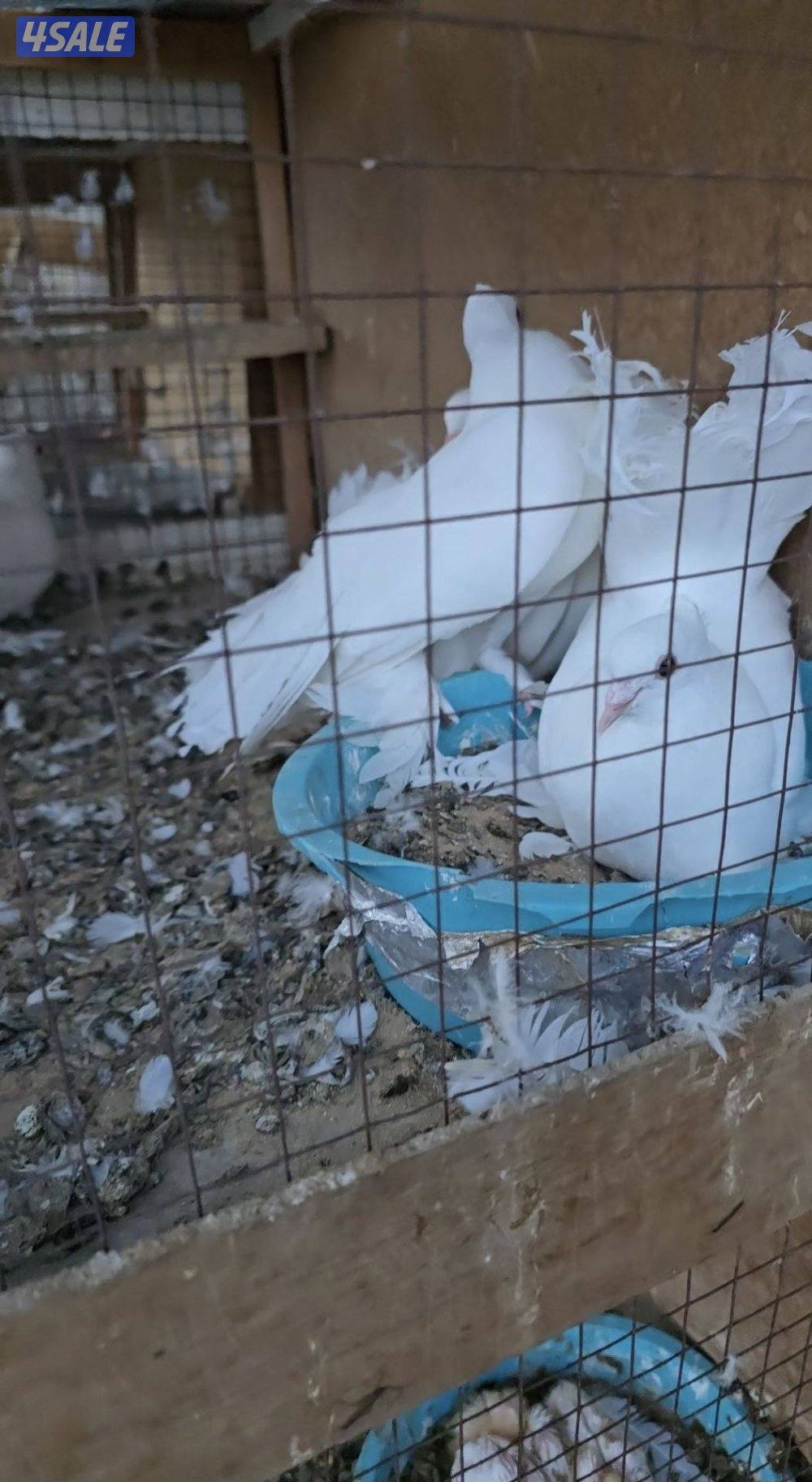 للبيع جبرة شماسي عدد 120 طير البيع جمله وفردي1