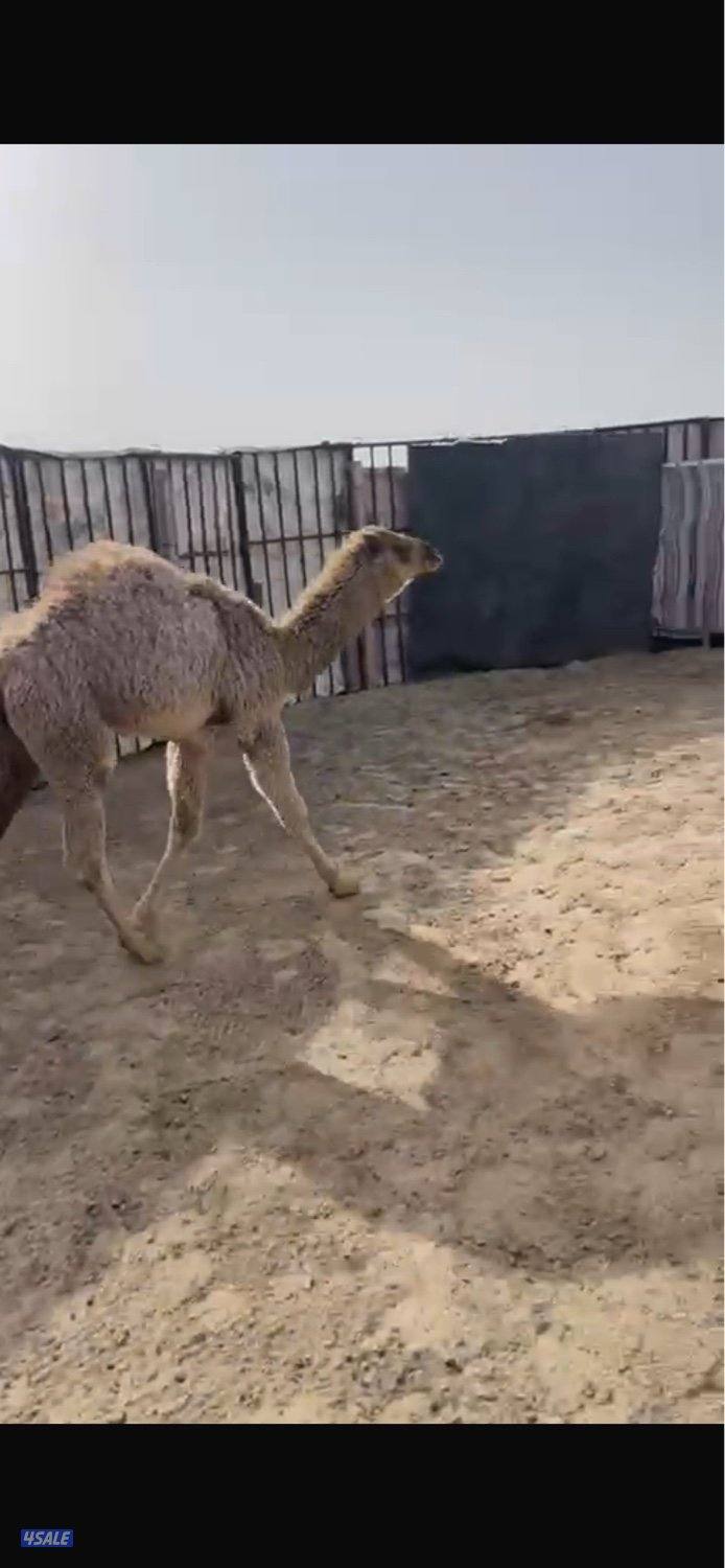 قعود سمين حليب عمره ثلاث شهور0