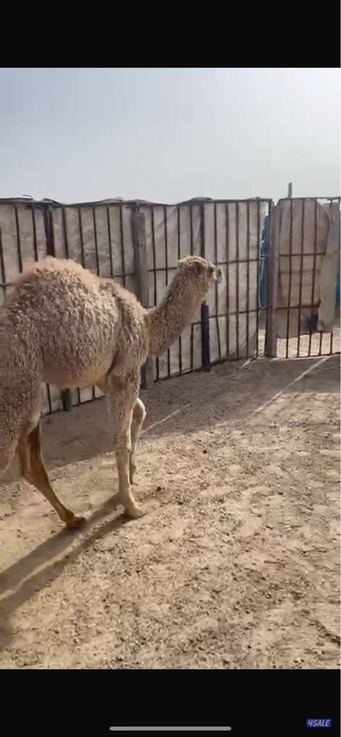 قعود سمين حليب عمره ثلاث شهور1