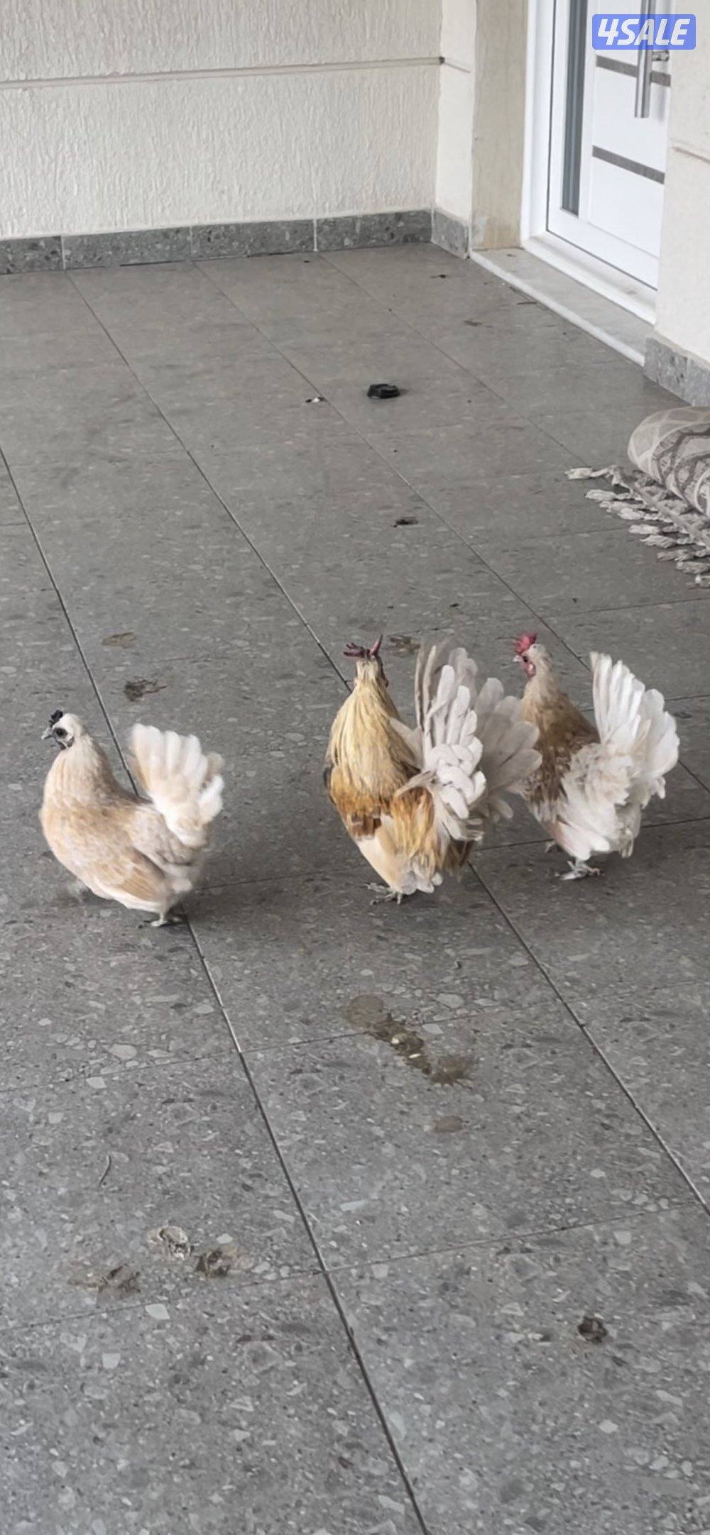 البيع  حباحب عينك ميزانك1