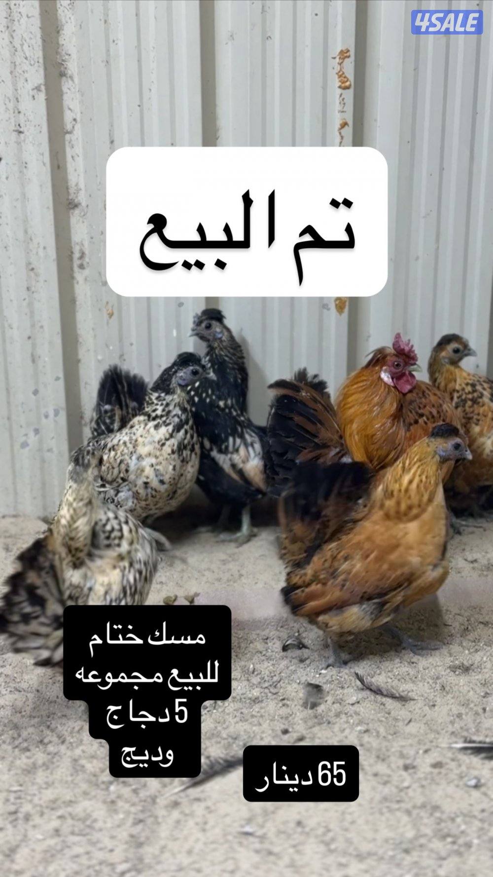 للبيع دجاج عربي مميز من حلالي3