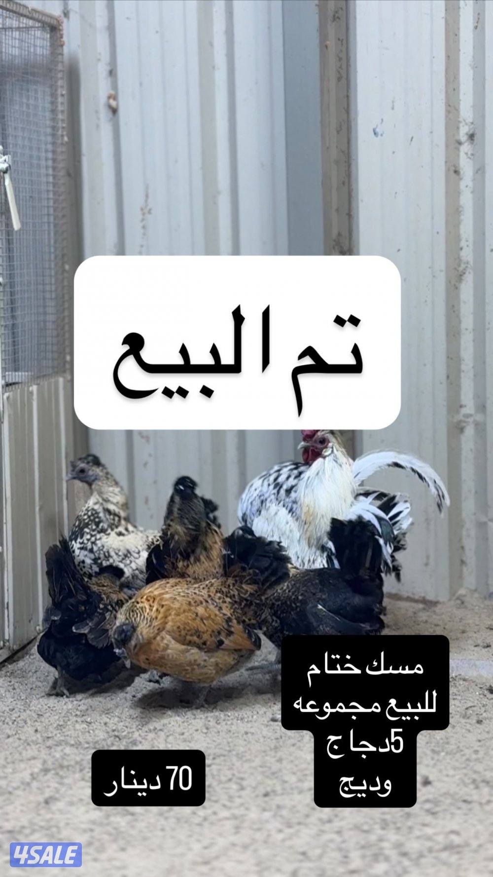 للبيع دجاج عربي مميز من حلالي4