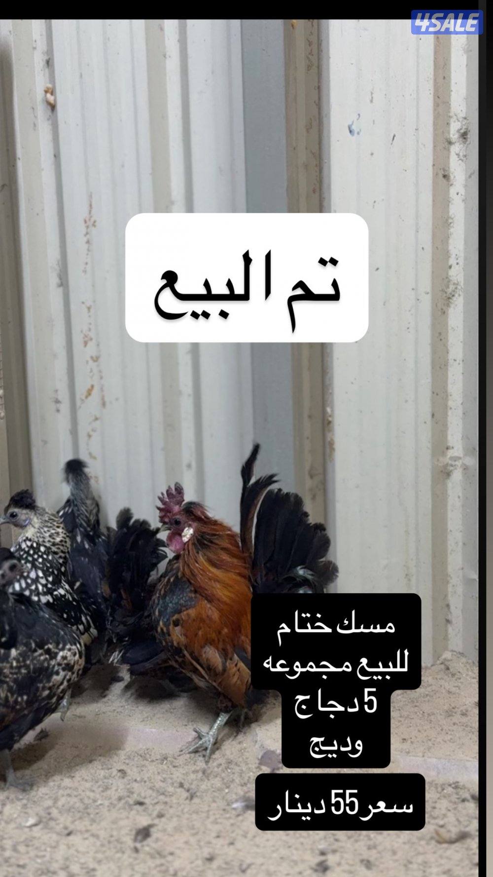 للبيع دجاج عربي مميز من حلالي5