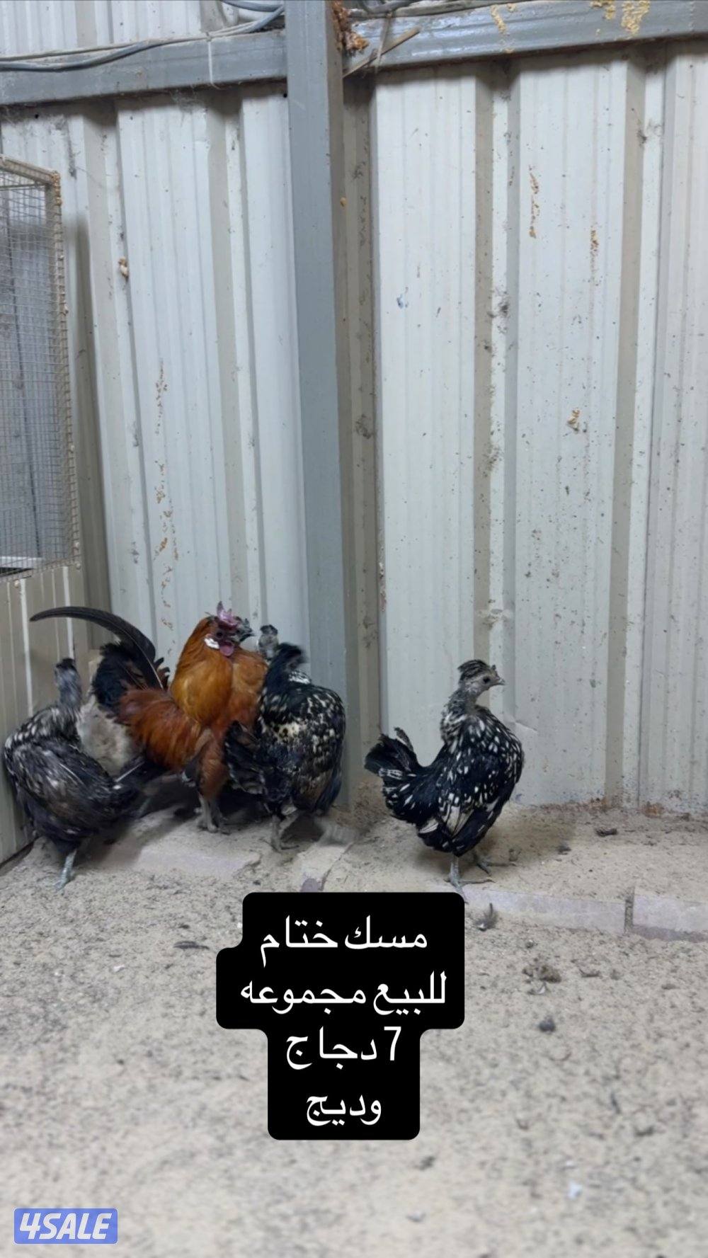 للبيع دجاج عربي مميز من حلالي6