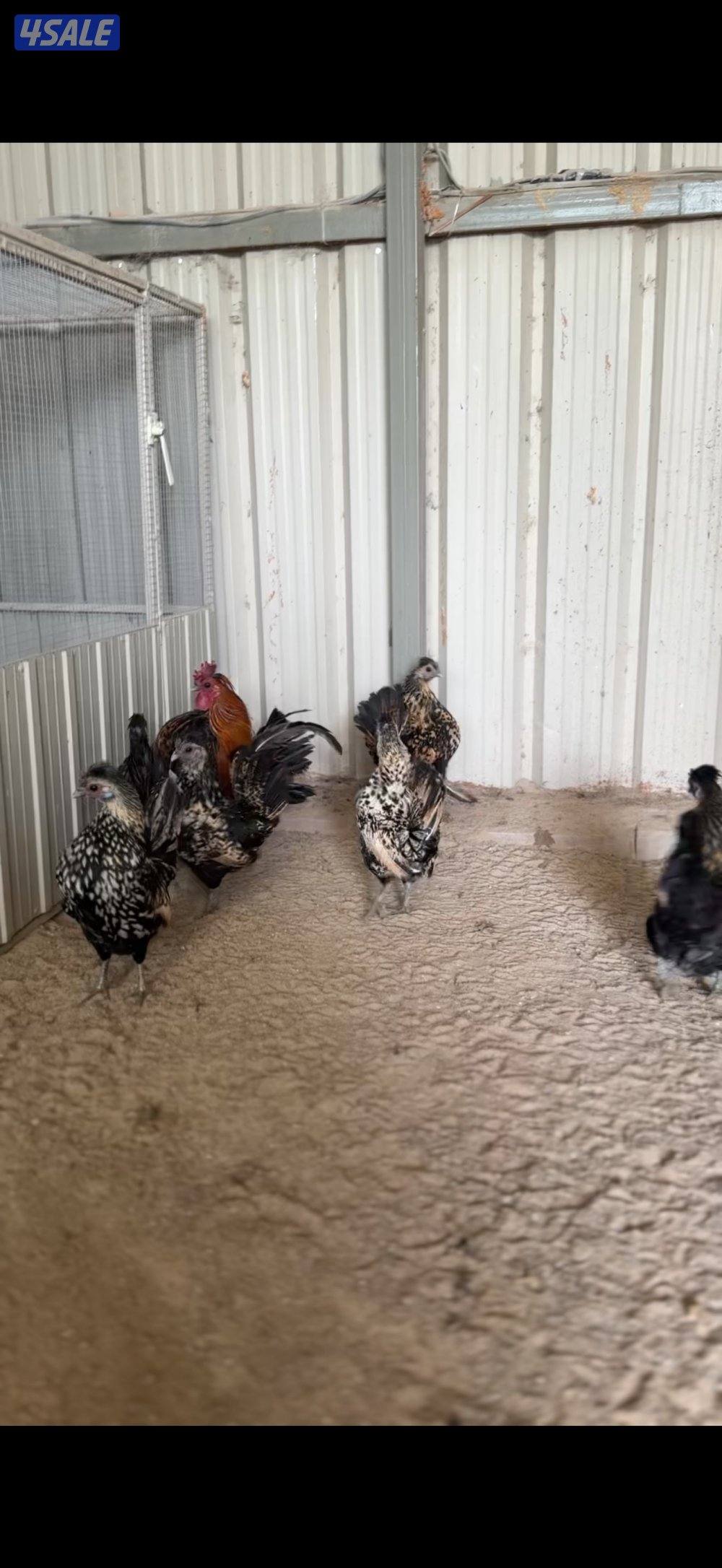 للبيع دجاج عربي مميز من حلالي7