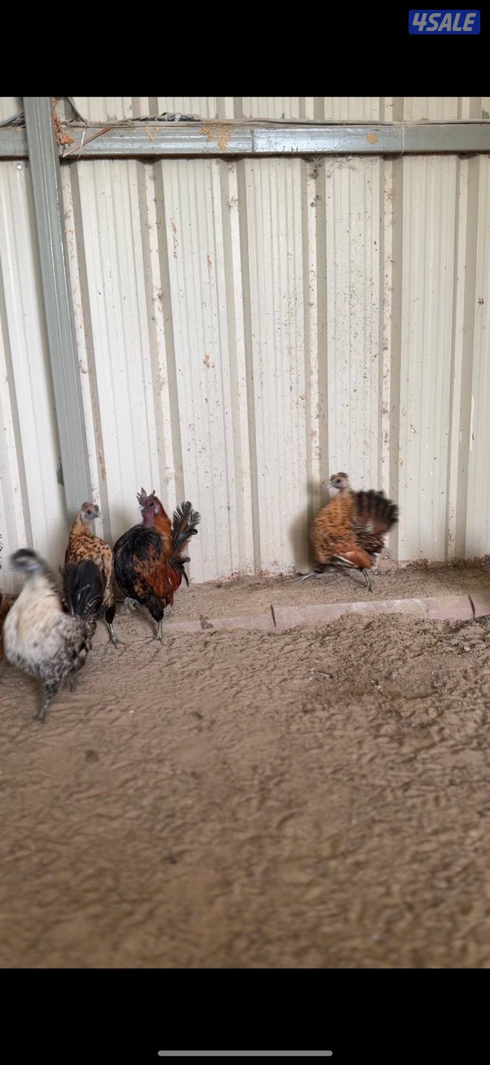 للبيع دجاج عربي مميز من حلالي8