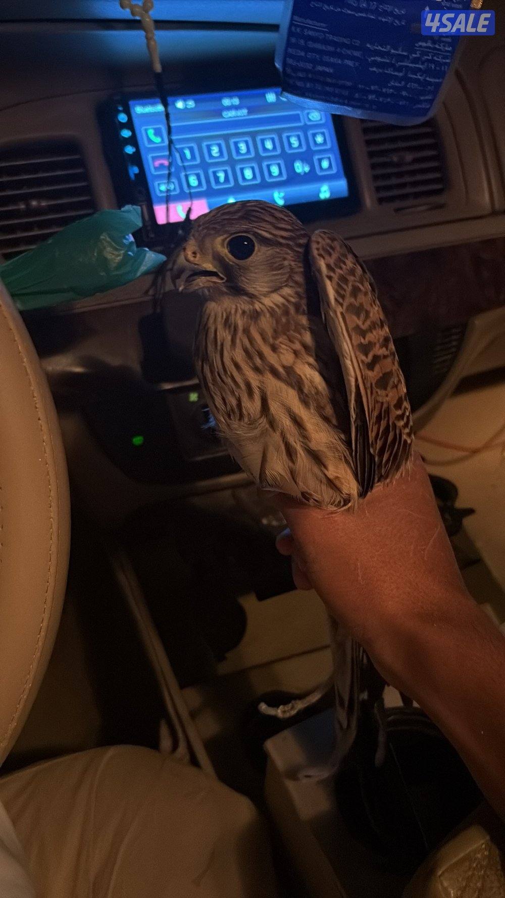 للبيع طيور1