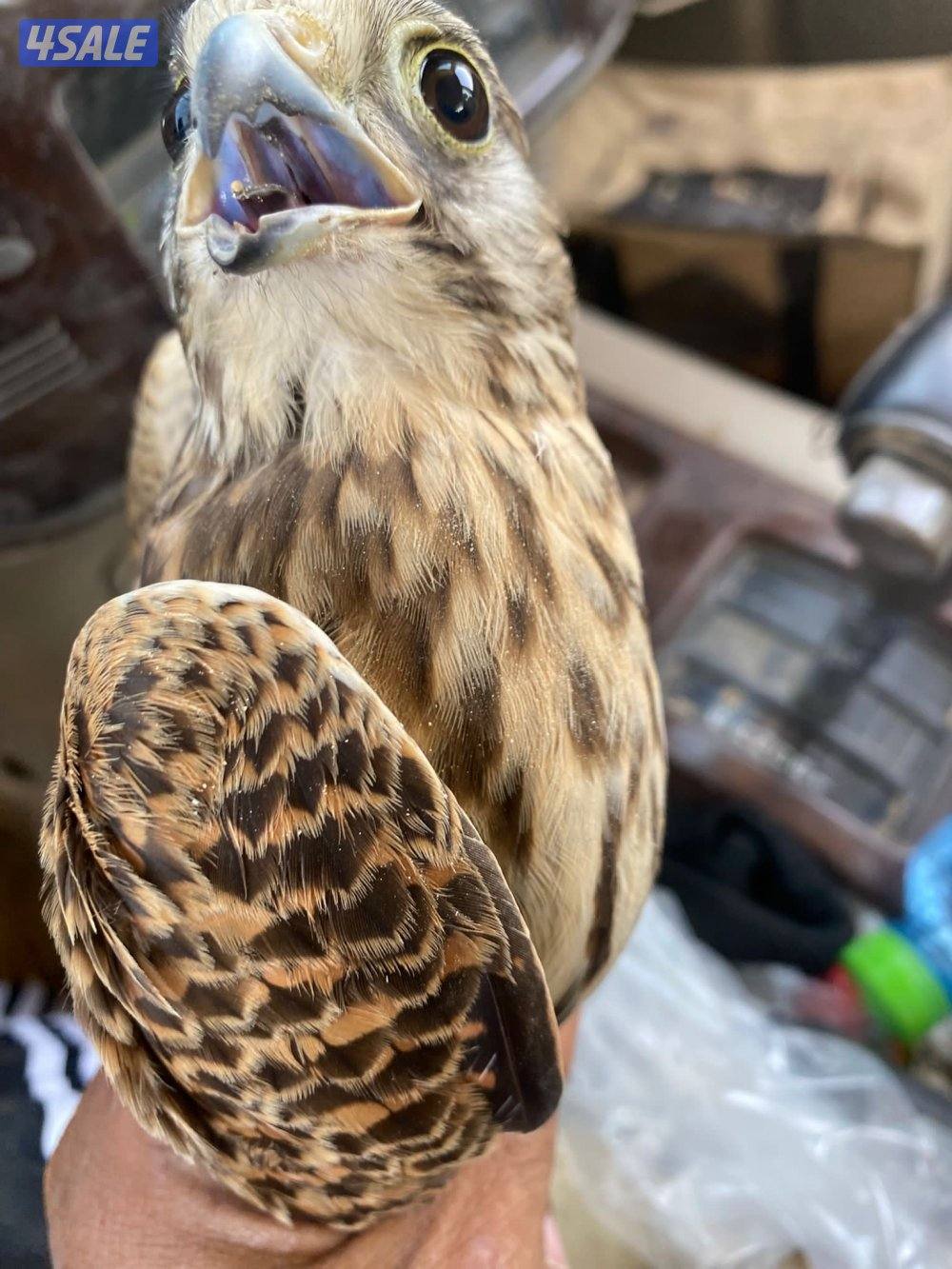 للبيع طيور2