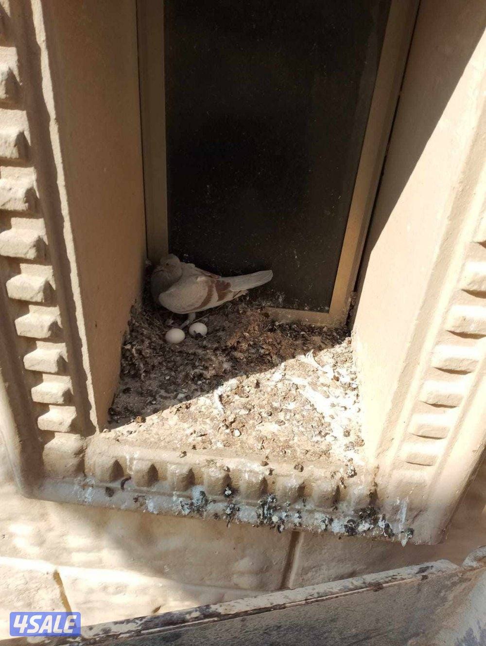 طارد الحمام6