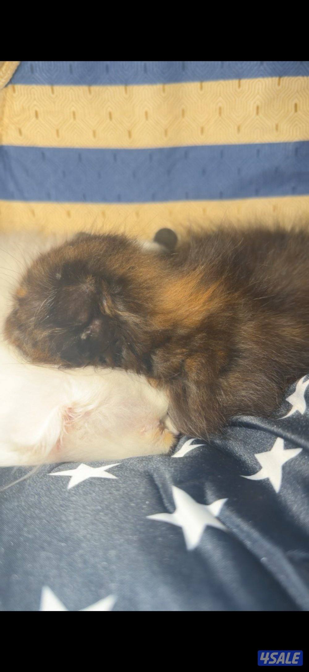 للبيع سكوتش فولد0