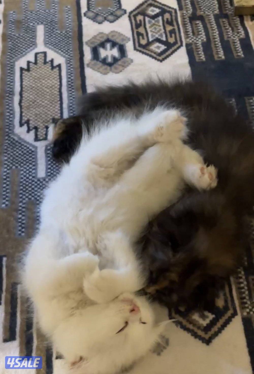 للبيع سكوتش فولد1