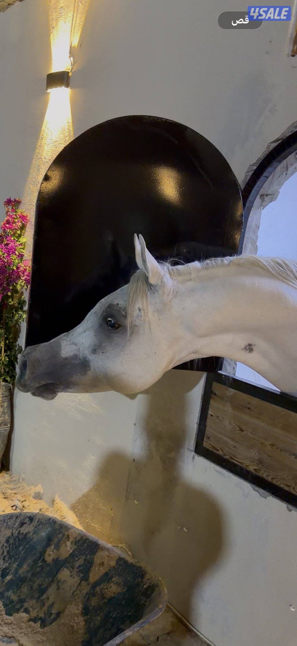 ولد رويال كلزر2