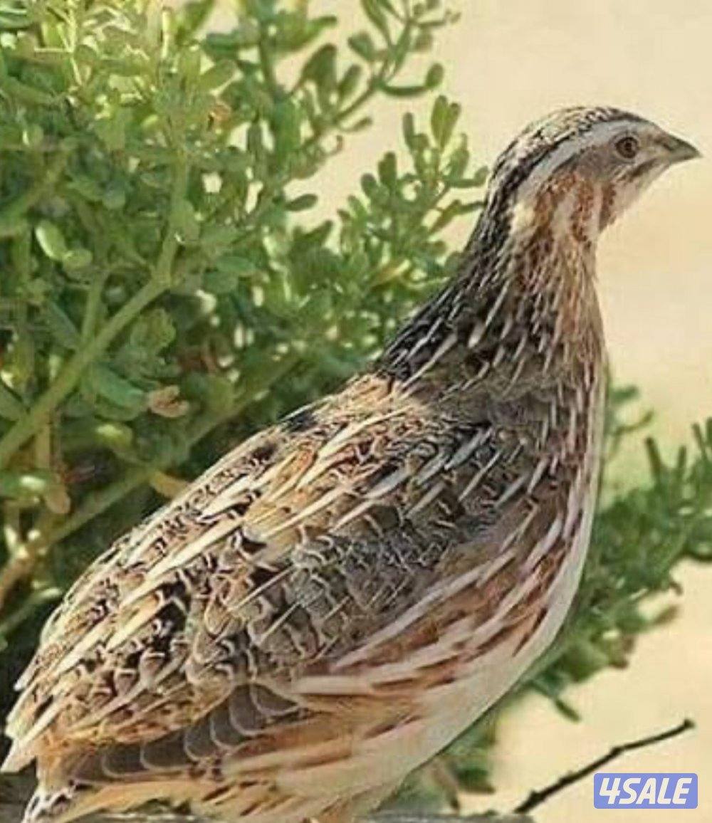 للبيع بيض فري وفري0