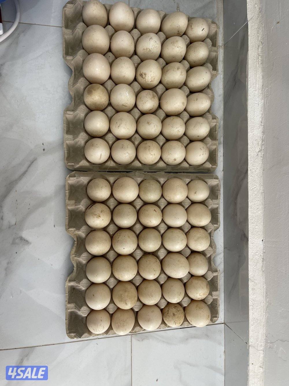 للبيع بيض مصري مسكوفي تجميع يومي بكبد0