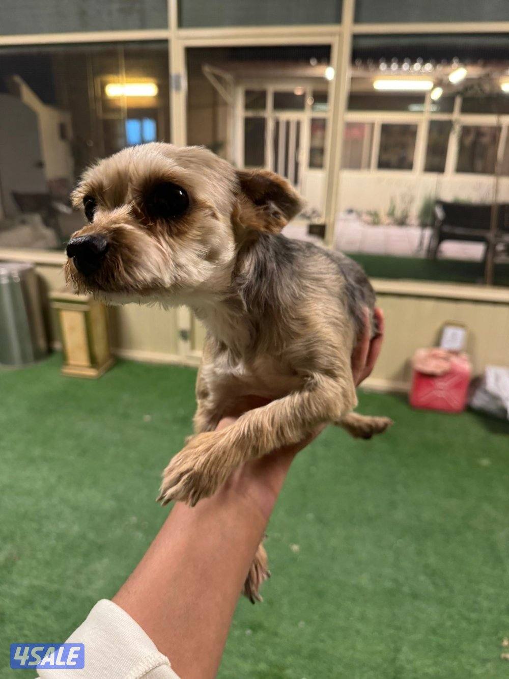 النوع يوركشاير1