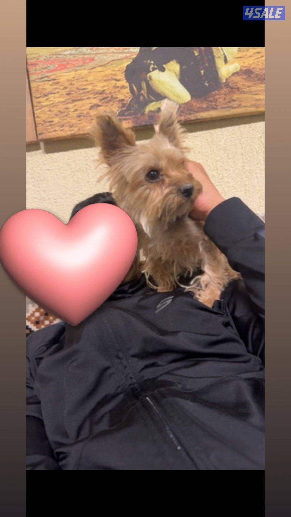 النوع يوركشاير0