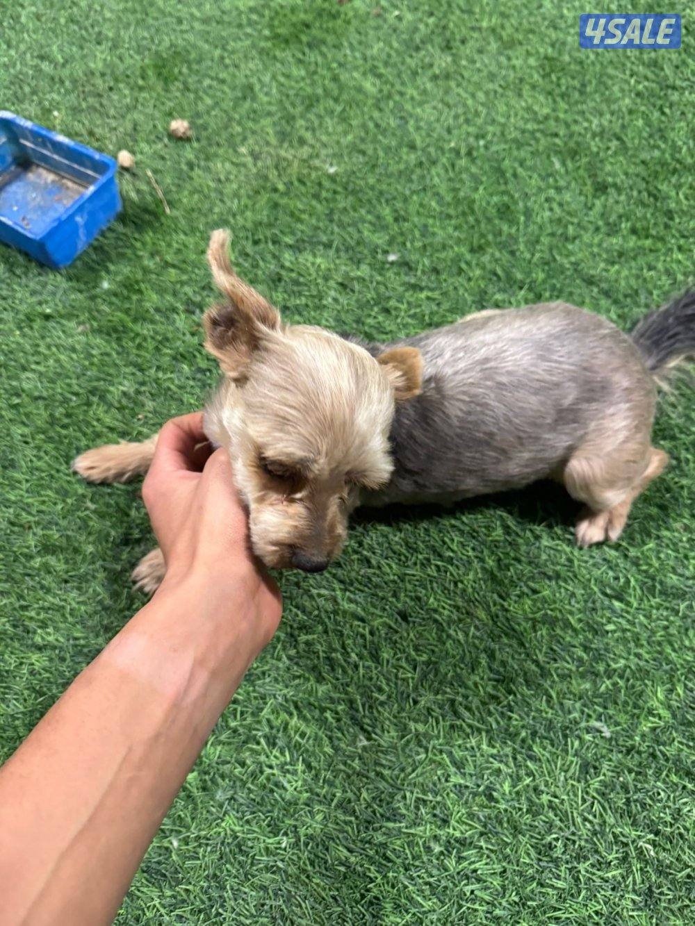 النوع يوركشاير3