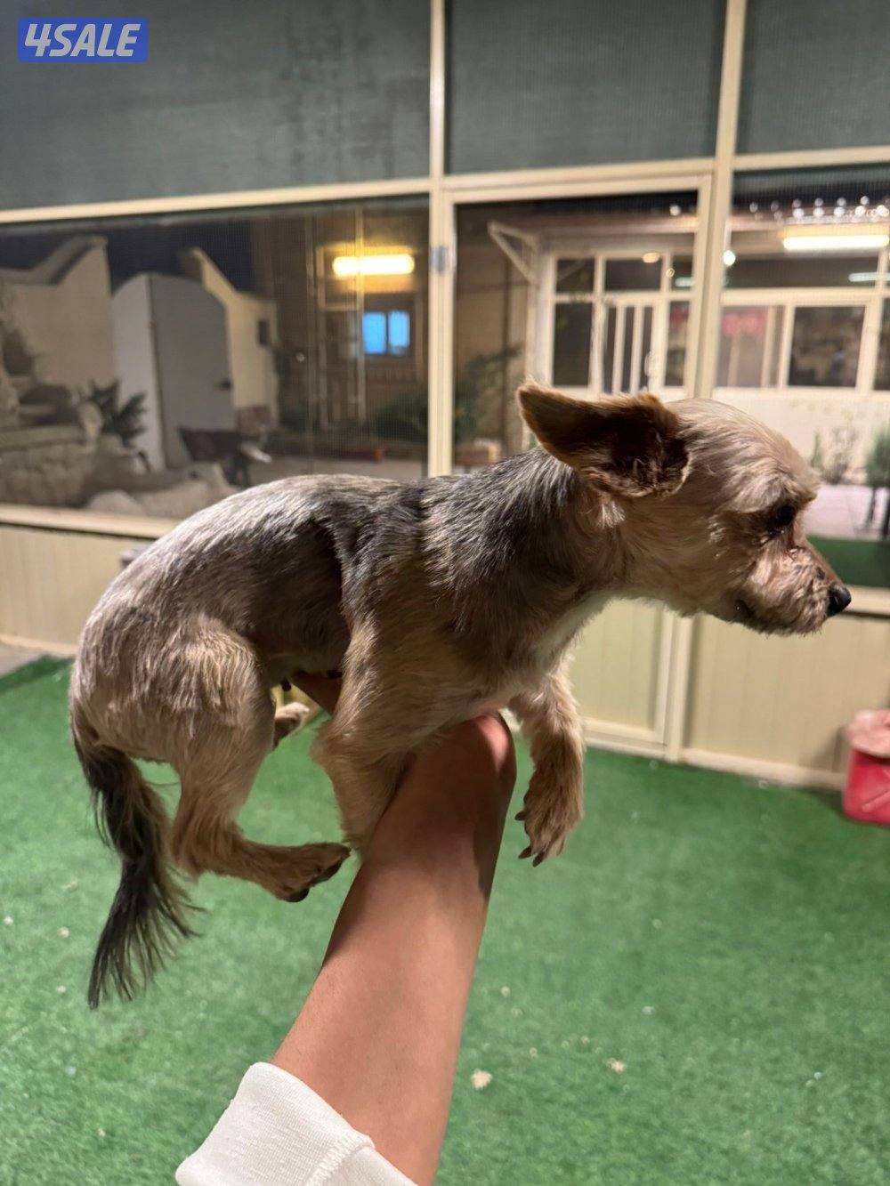 النوع يوركشاير4