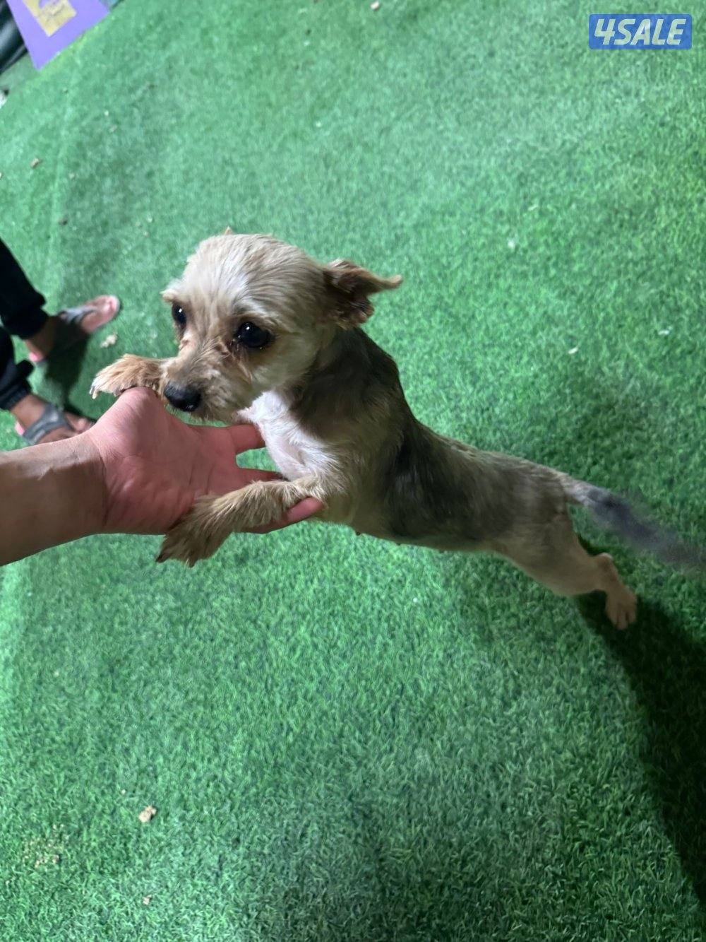 النوع يوركشاير5