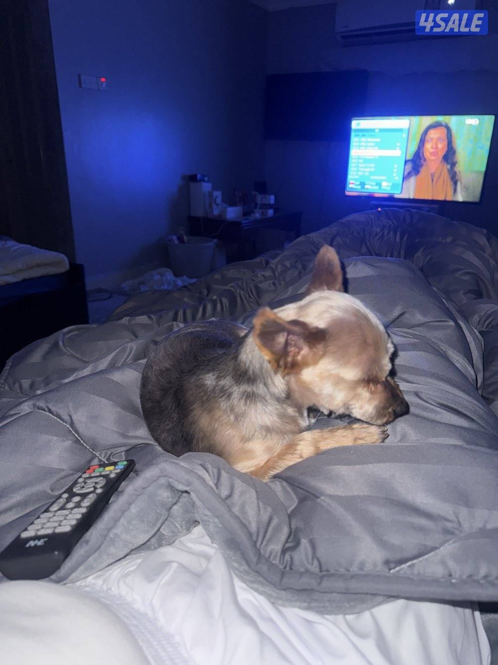 النوع يوركشاير6